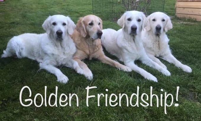 Golden Friendship!